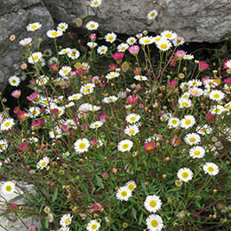 Erigeron Karvinskianus